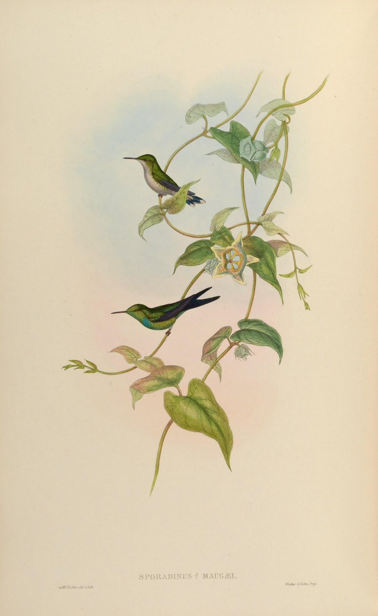 Sporadinus maugaei = Chlorostilbon maugaeus af John Gould