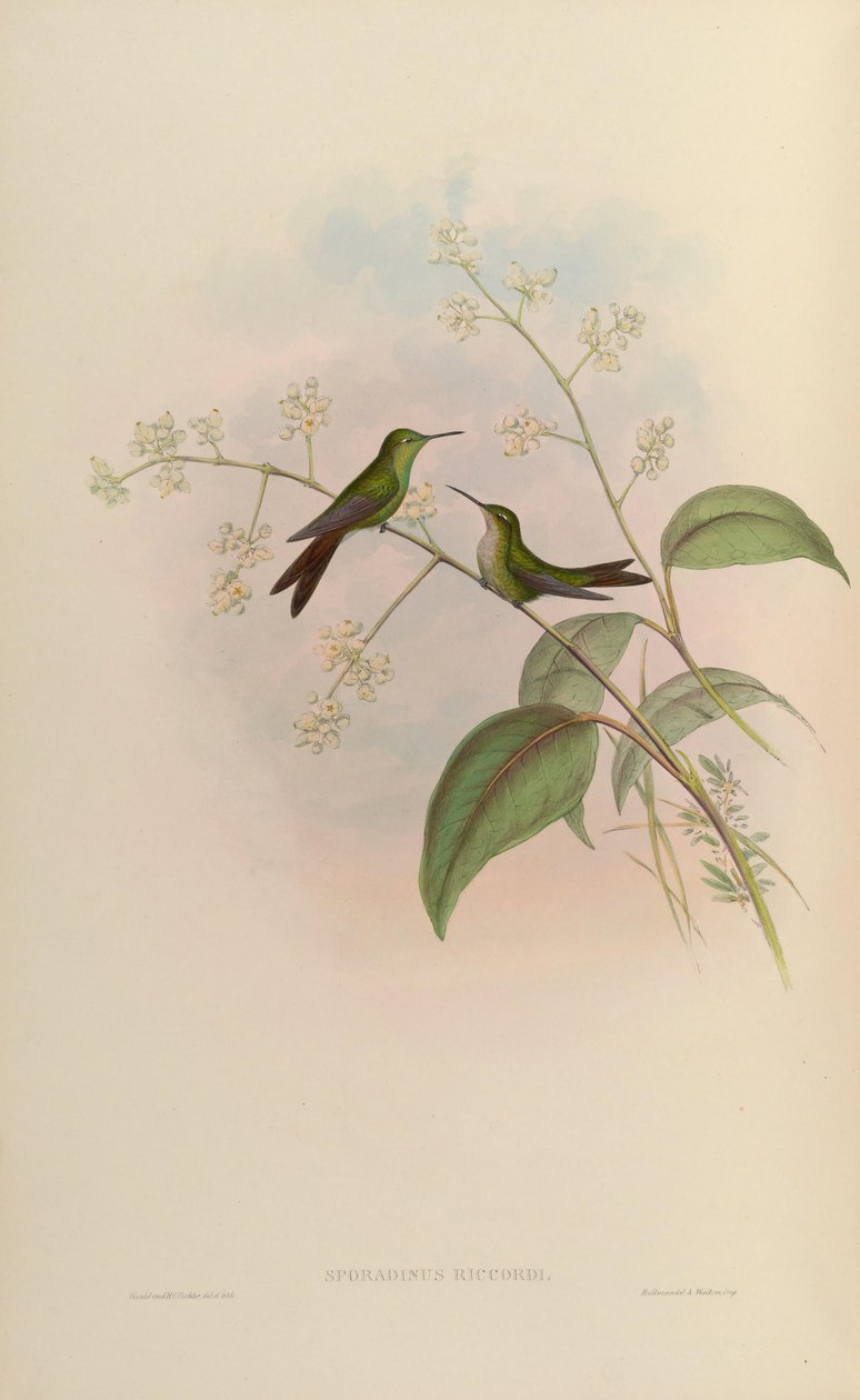 Sporadinus riccordii = Chlorostilbon riccordii af John Gould