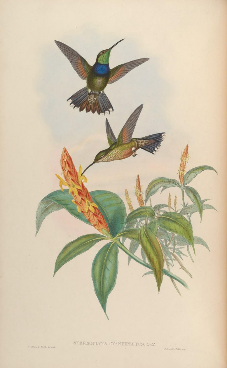 Sternoclyta cyanopectus af John Gould