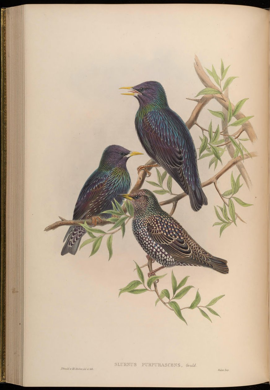 Sturnus purpurascens = Sturnus vulgaris purpurascens af John Gould