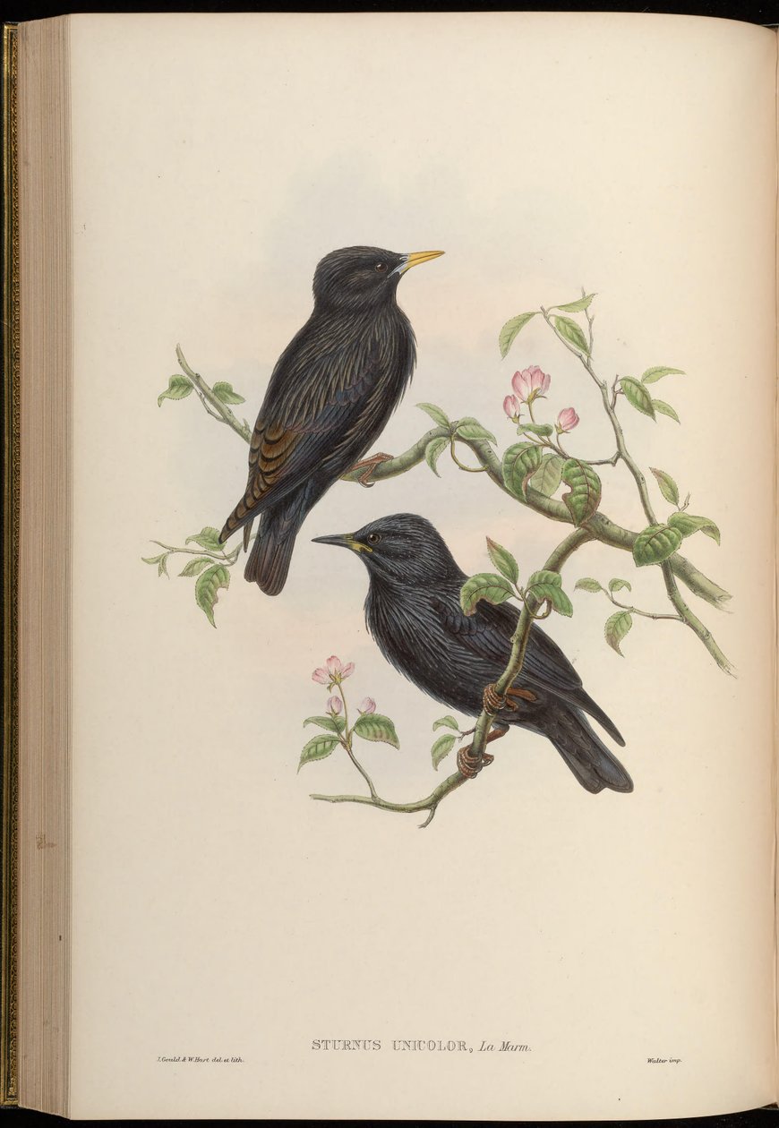 Sturnus unicolor af John Gould