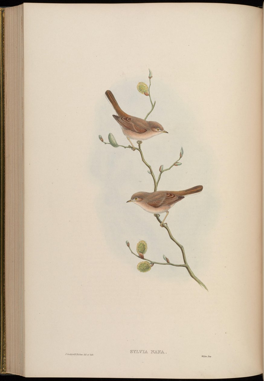 Sylvia nana af John Gould