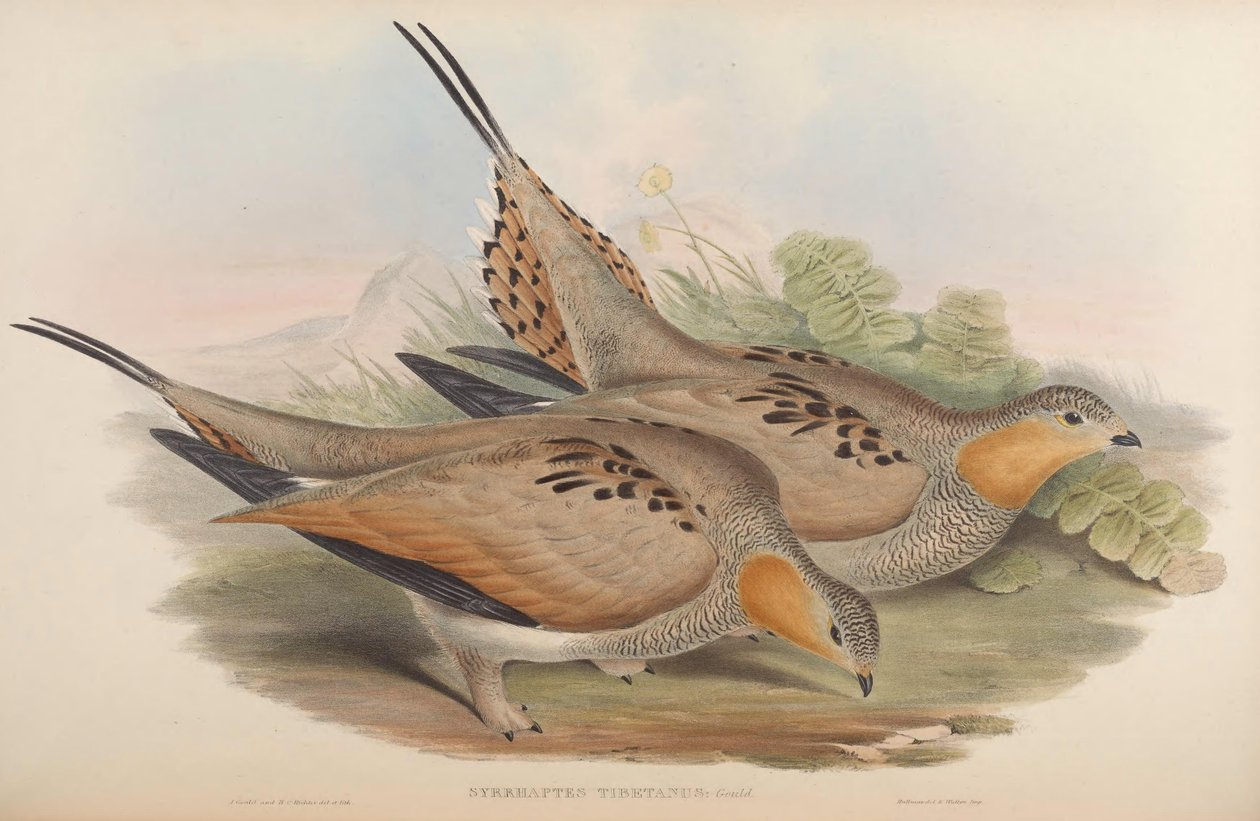 Syrrhaptes tibetanus af John Gould