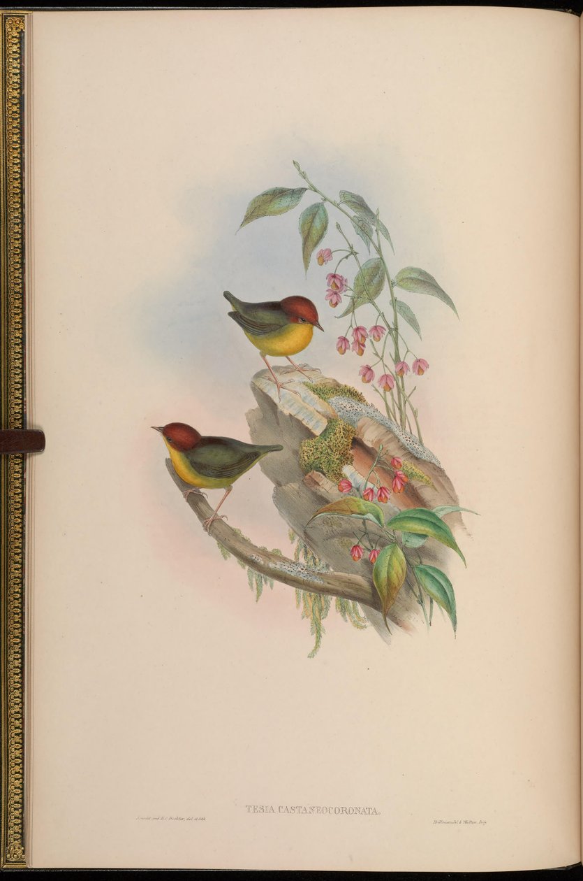 Specialet castaneocoronata = Cettia castaneocoronata af John Gould