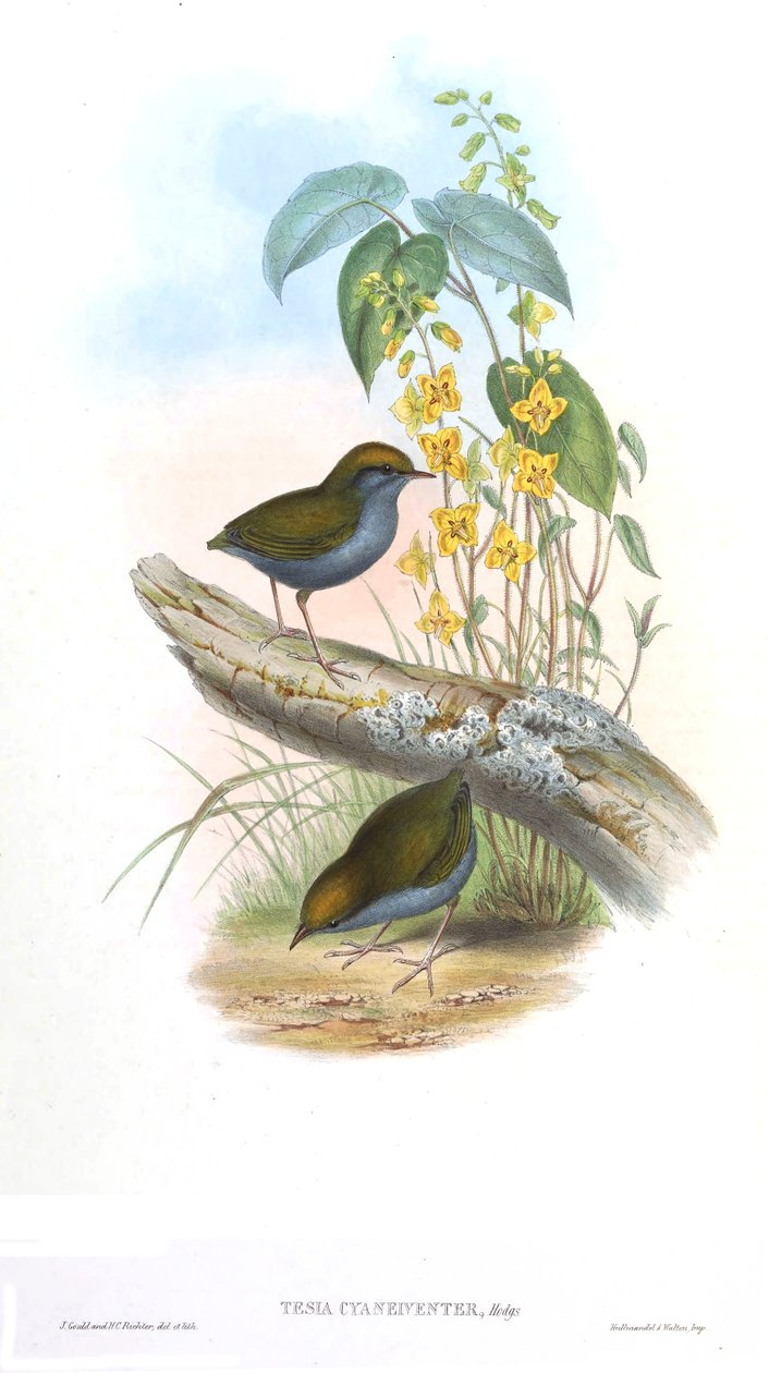 Specialet cyaneiveiventer af John Gould