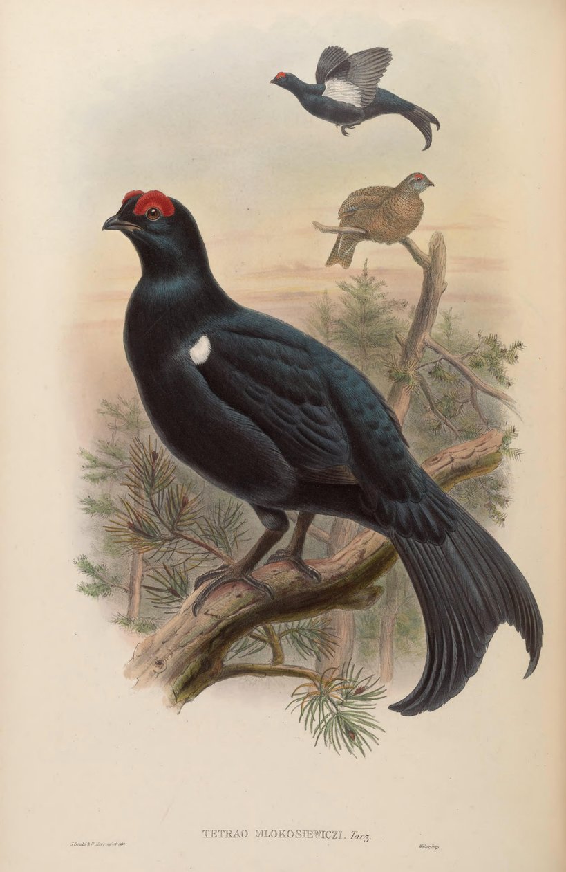 Tetrao mlokosiewiczi af John Gould