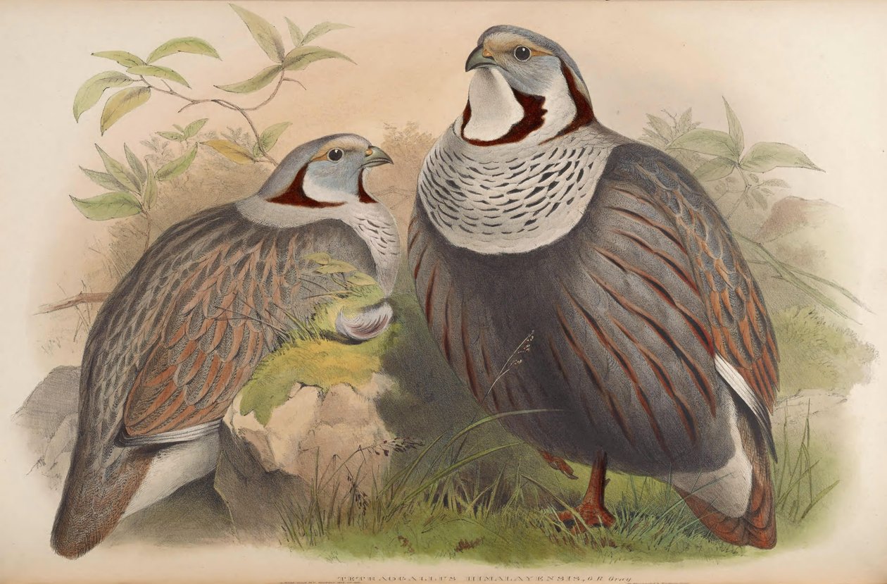 Tetraogallus himalayensis af John Gould