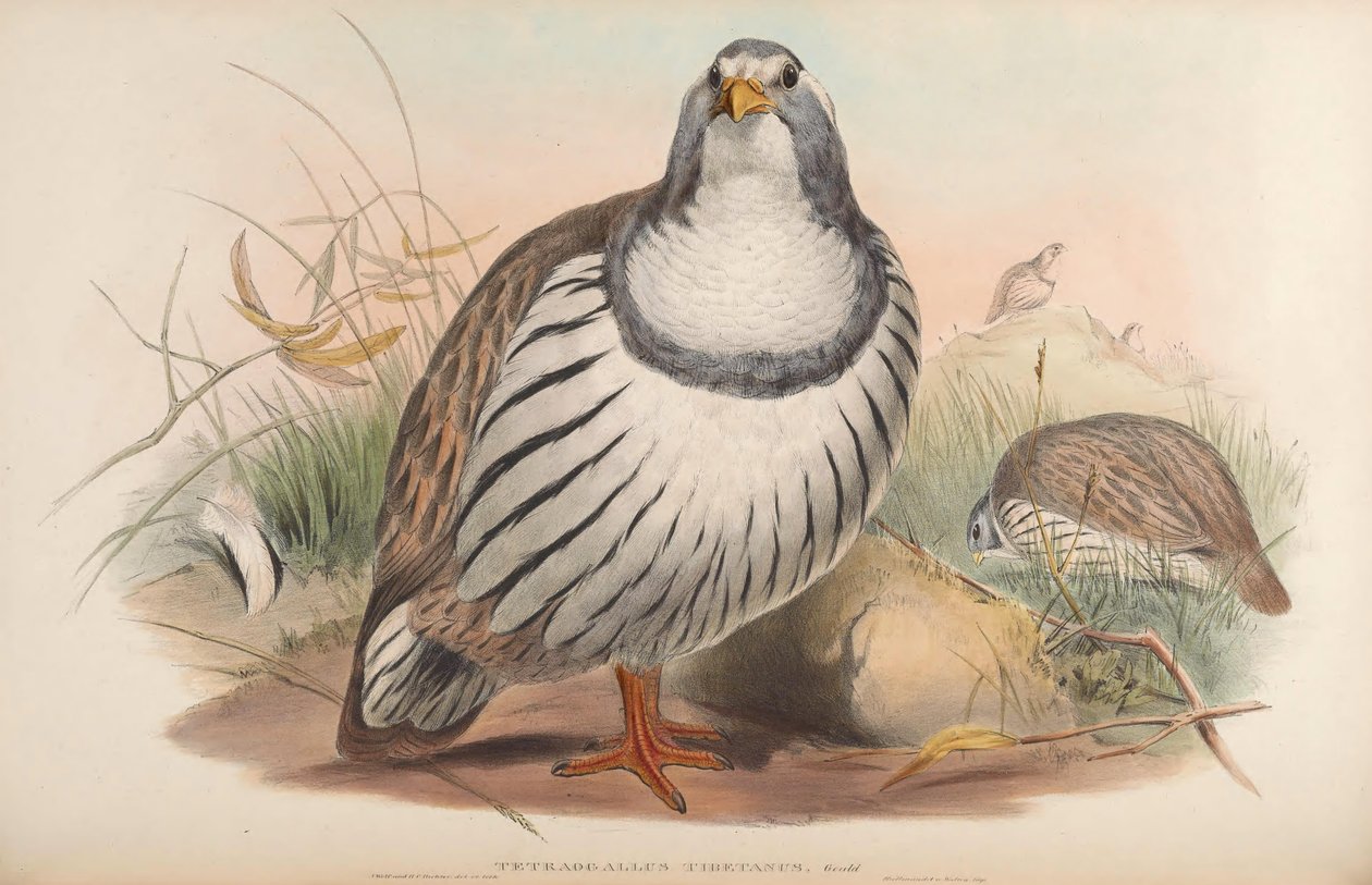 Tetraogallus tibetanus af John Gould