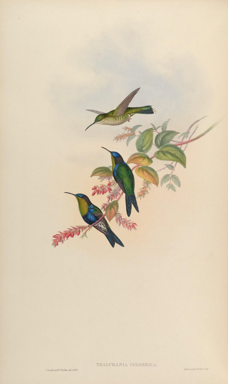 Thalurania colombica af John Gould