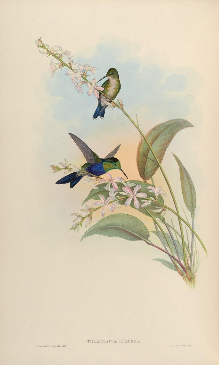 Thalurania eryphile = Thalurania furcata eriphile af John Gould