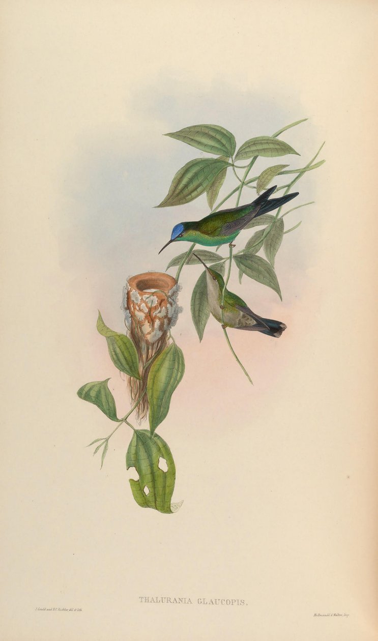 Thalurania glaucopis af John Gould