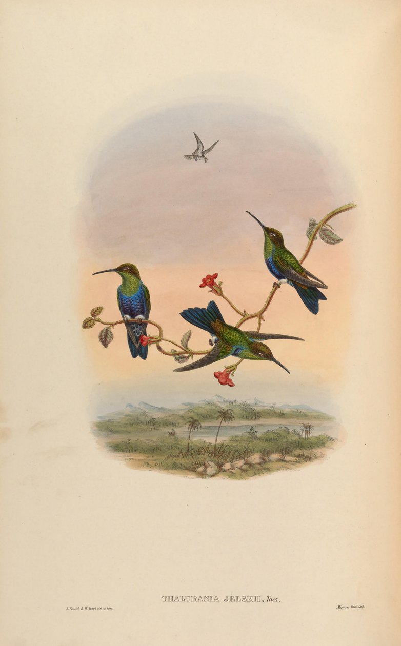 Thalurania jelskii = Thalurania furcata jelskii af John Gould