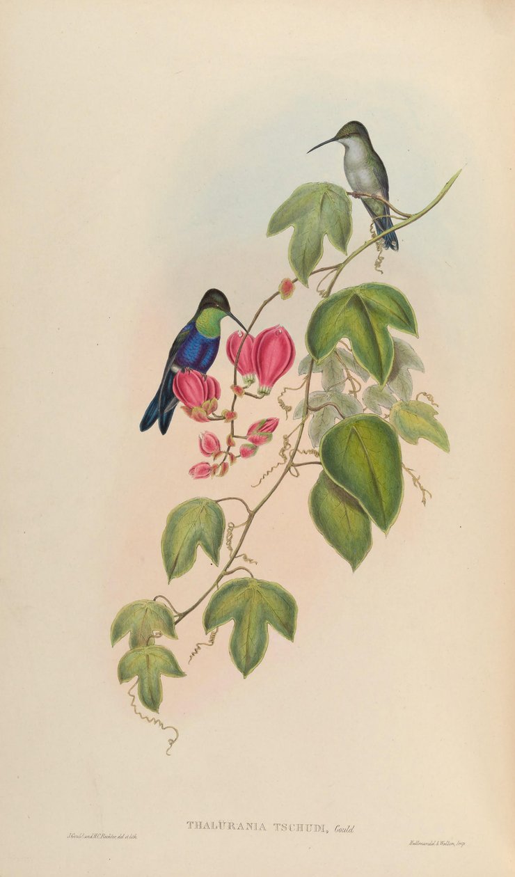 Thalurania tschudii = Thalurania furcata nigrofasciata af John Gould