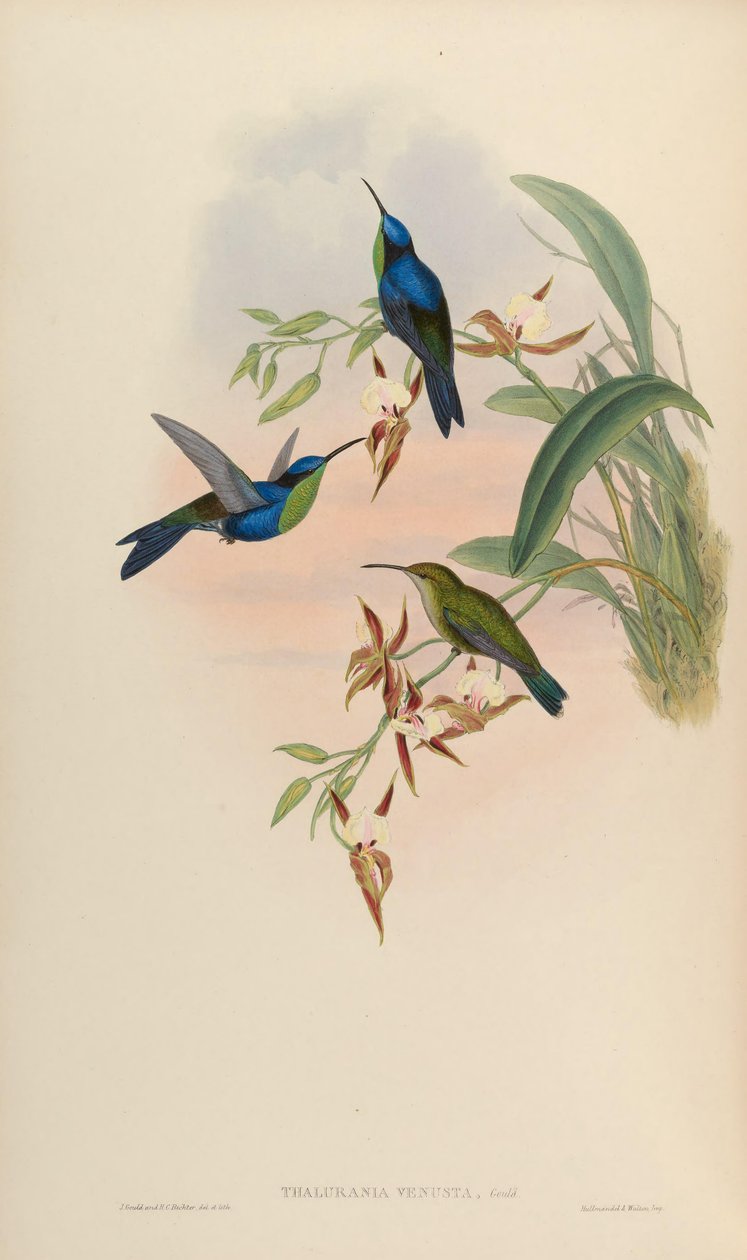 Thalurania venusta = Thalurania furcata venusta af John Gould