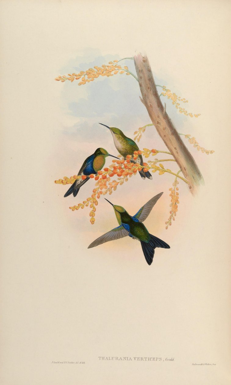 Thalurania verticeps = Thalurania fannyi verticeps [2] af John Gould