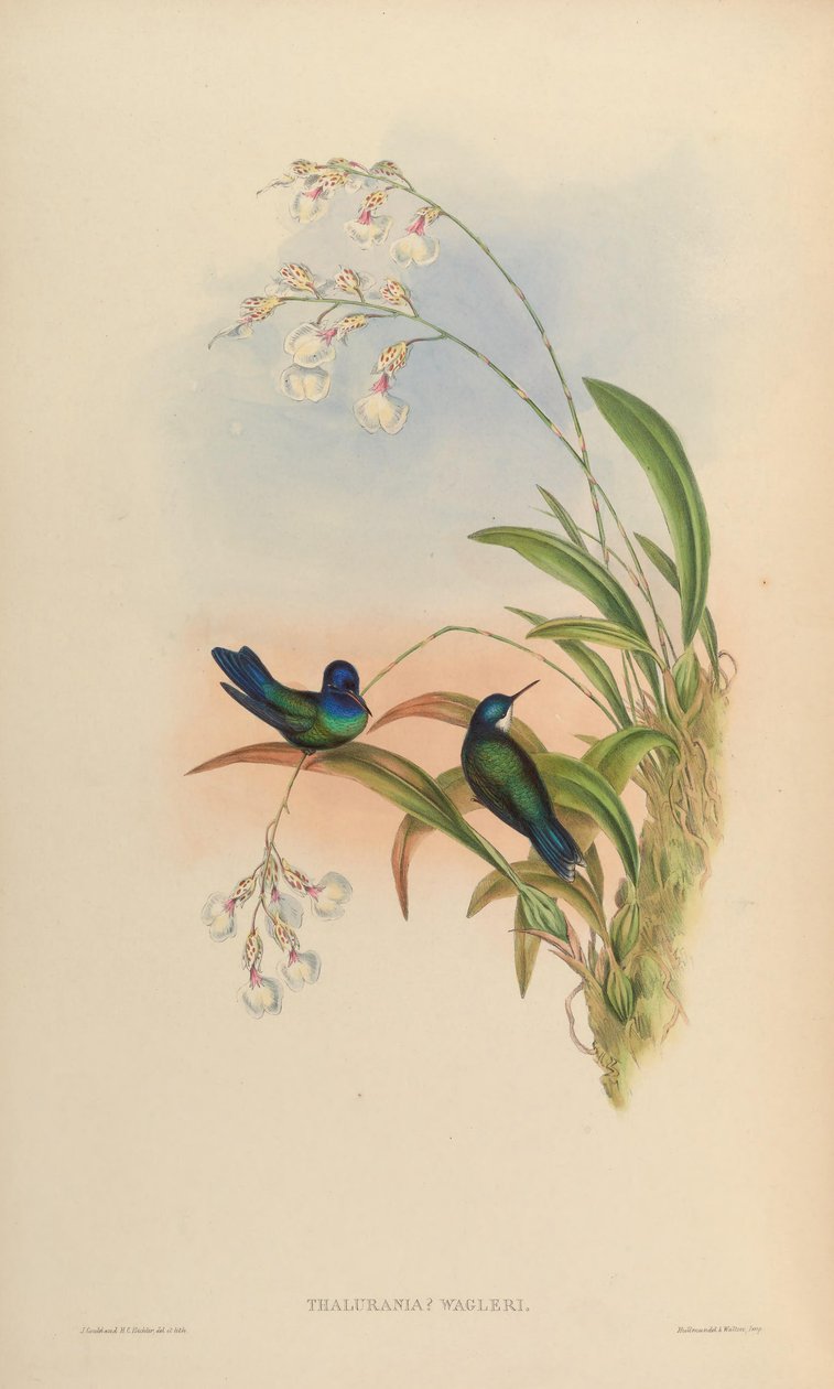 Thalurania wagleri = Cyanophaia bicolor af John Gould