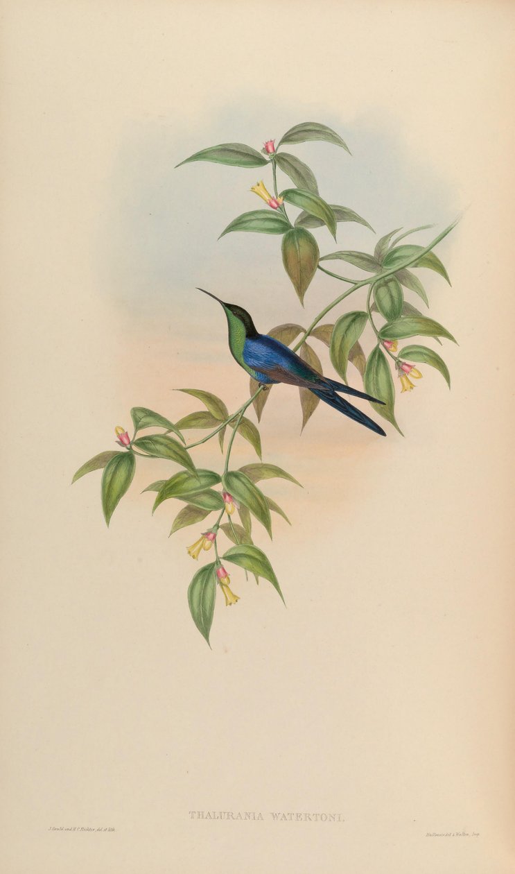 Thalurania watertonii af John Gould