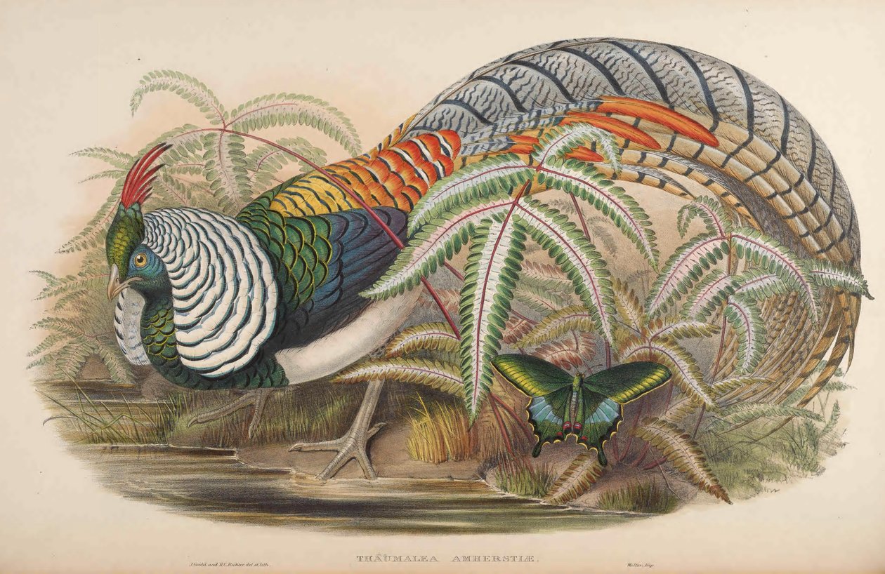 Thaumalea amherstiae = Chrysolophus amherstiae af John Gould