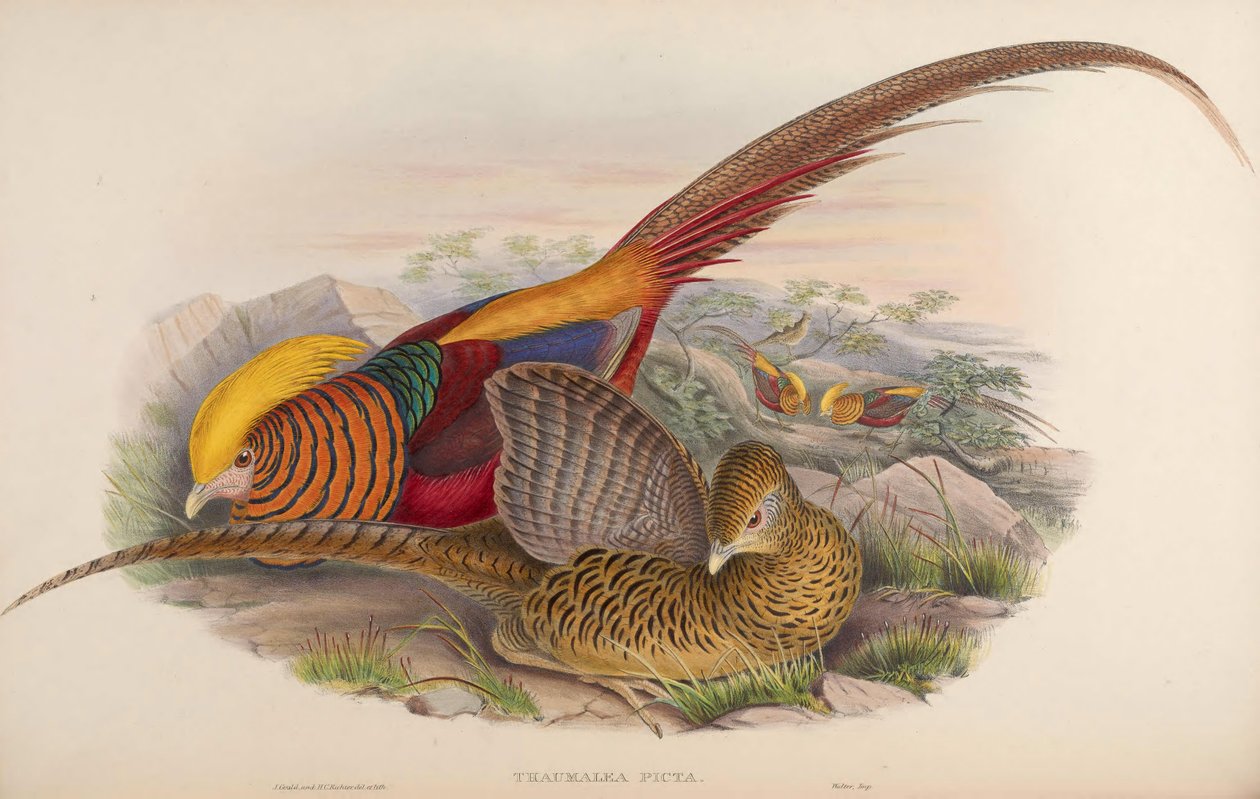 Thaumalea picta = Chrysolophus pictus af John Gould