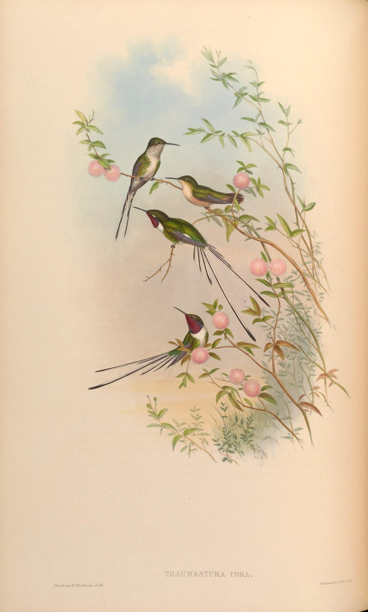 Thaumastura rødmer af John Gould