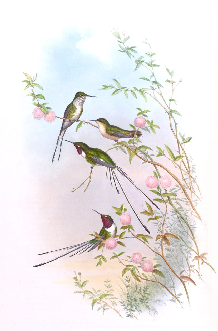 Thaumastura cora i John Goulds kolibrier af John Gould