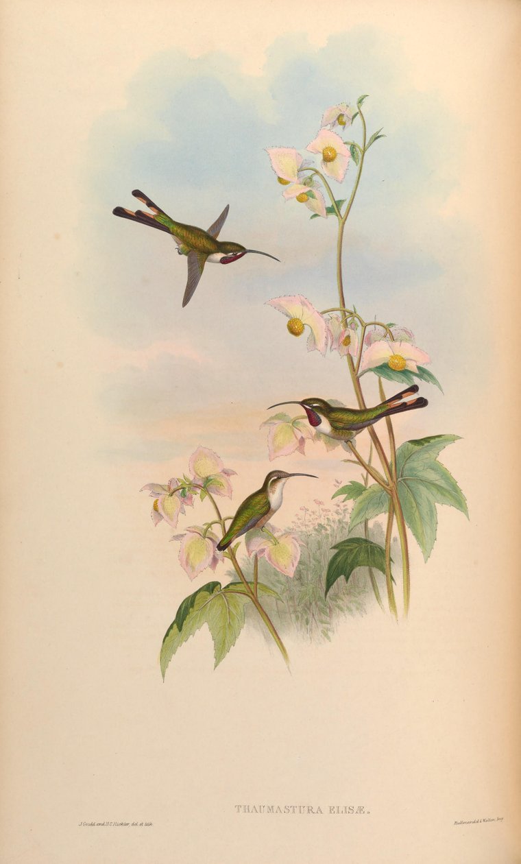 Thaumastura elizae = Doricha eliza af John Gould