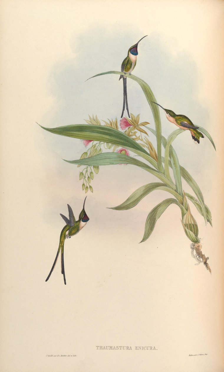 Thaumastura enicura = Doricha enicura af John Gould