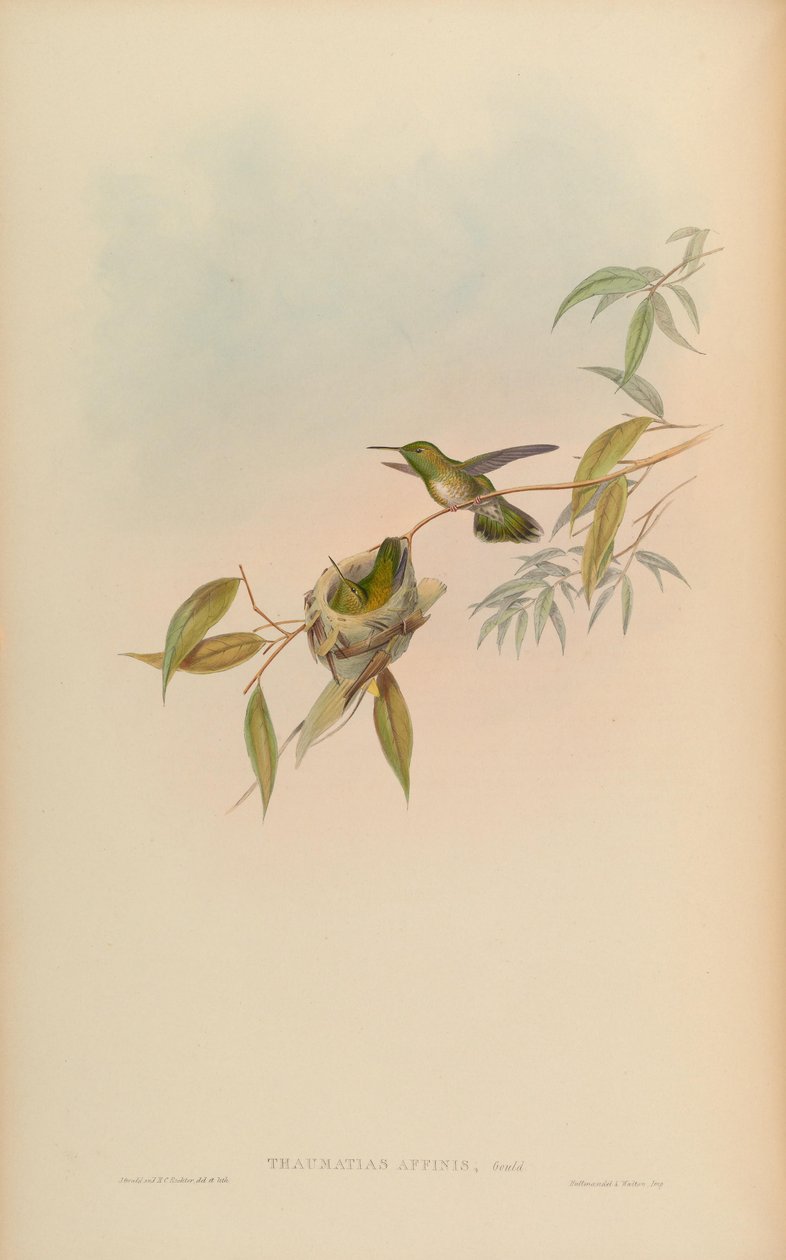 Thaumatias affinis = Amazilia versicolorgould Index af John Gould
