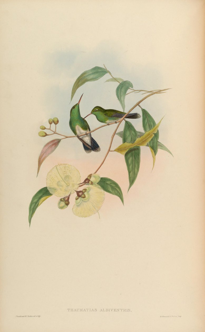 Thaumatias albiventris = Amazilia fimbriata tephrocephala af John Gould