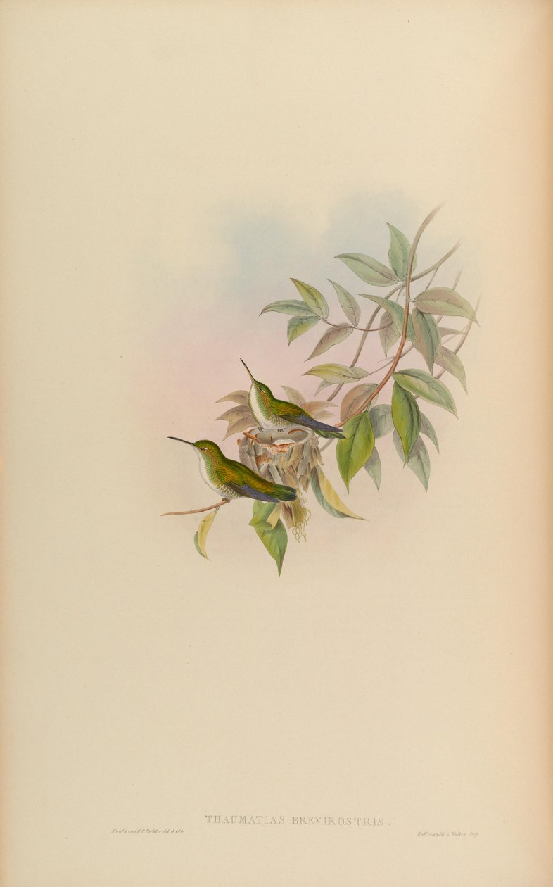 Thaumatias brevirostris = Amazilia brevirostris af John Gould