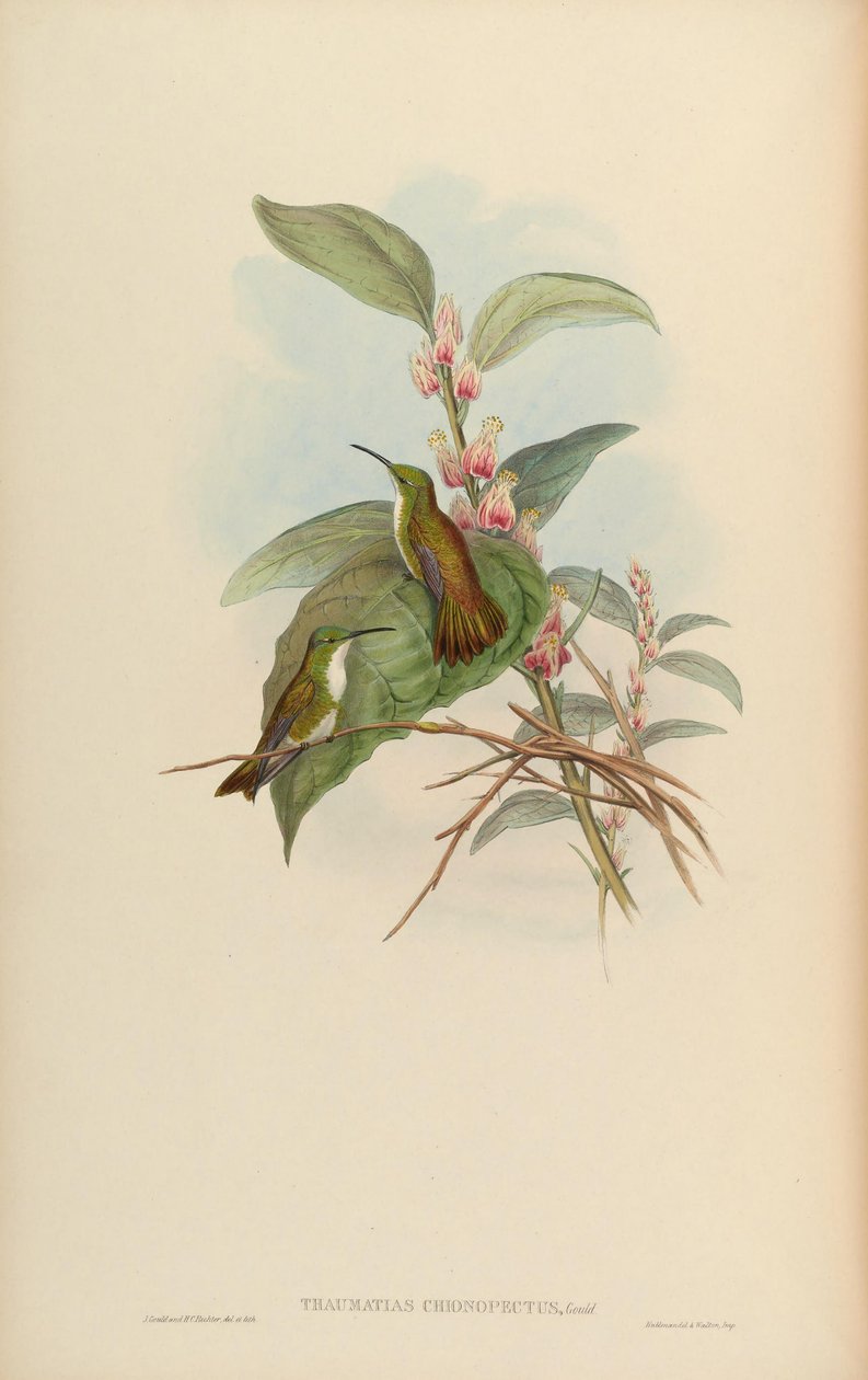 Thaumatias chionurus = Amazilia brevirostris chionopectus af John Gould