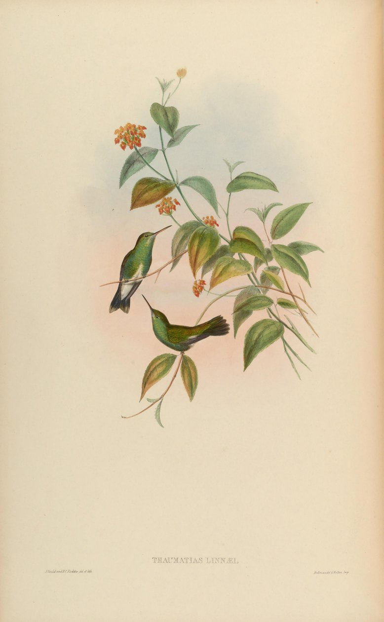 Thaumatias linnaei = Amazillia fimbriata fimbriata af John Gould