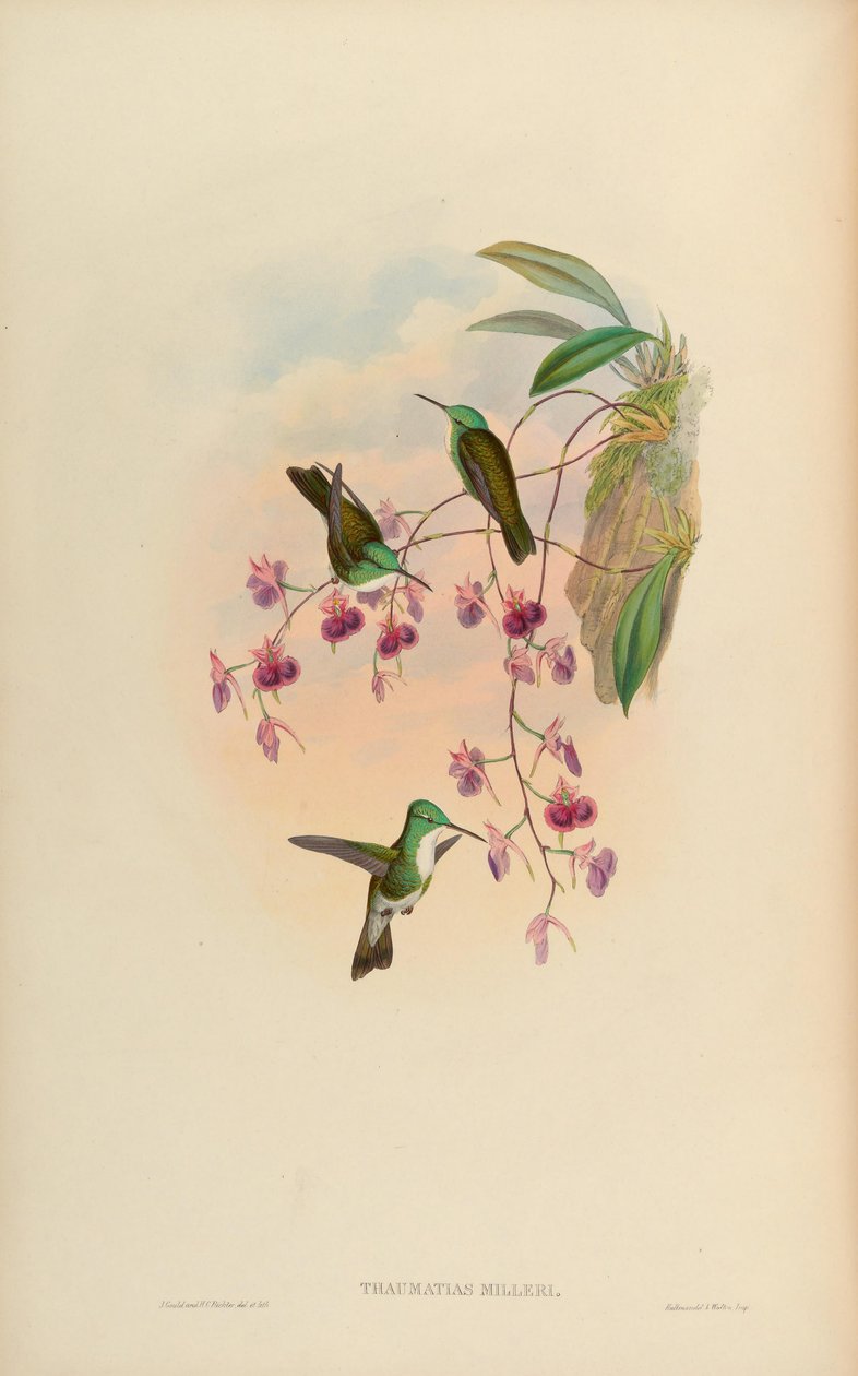 Thaumatias milleri = Amazilia versicolor millerii af John Gould
