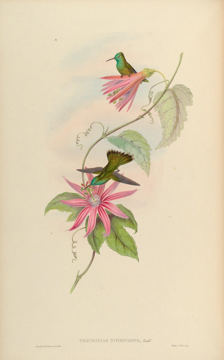 Thaumatias nitidifrons = Amazilia versicolor nitidifrons af John Gould