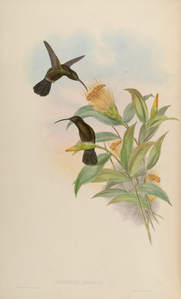 Threnetes antoniae = Threnetes niger niger af John Gould