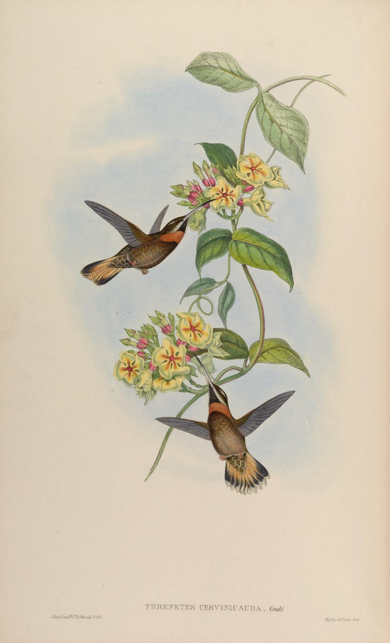 Threnetes cervinicauda = Threnetes leucurus cervinicauda af John Gould