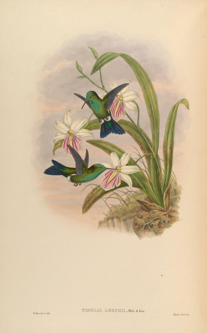 Timolia lerchi = Thalurania furcata x Chrysuronia oenone? af John Gould