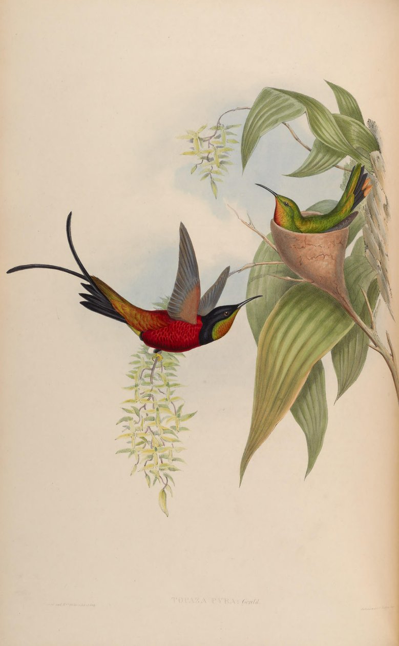Topaz Pyra af John Gould