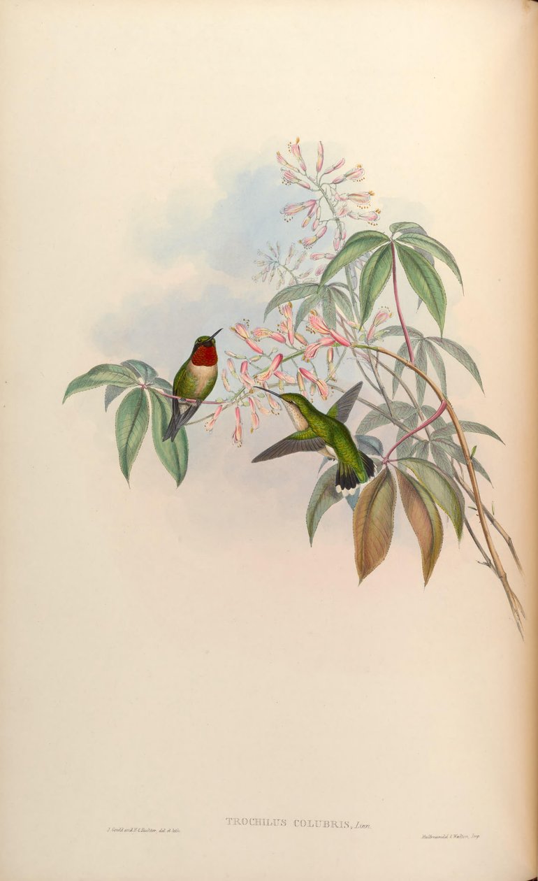 Trochilus colubris = Archilochus colubris af John Gould