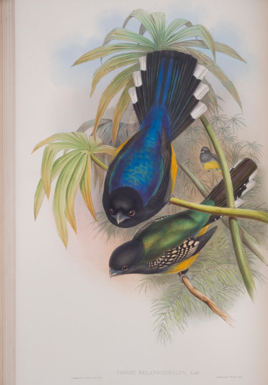Trogon Melanocephalus, plade fra The Birds of Great Britain af John Gould, udgivet 1862-73 (håndfarvet litho) af John Gould