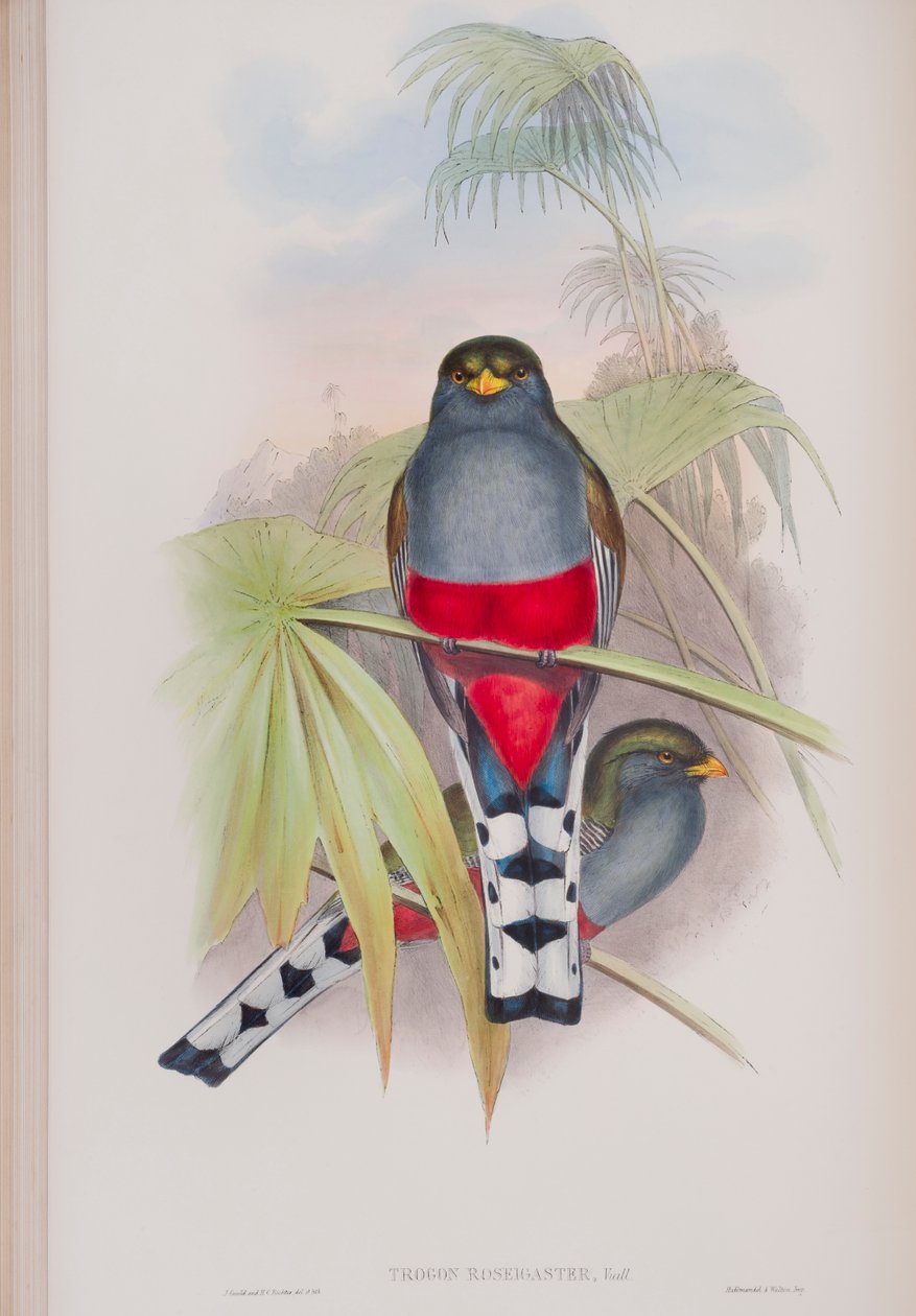 Trogon Roseigaster, plade fra The Birds of Great Britain af John Gould, udgivet 1862-73 (håndkoloreret litografi) af John Gould
