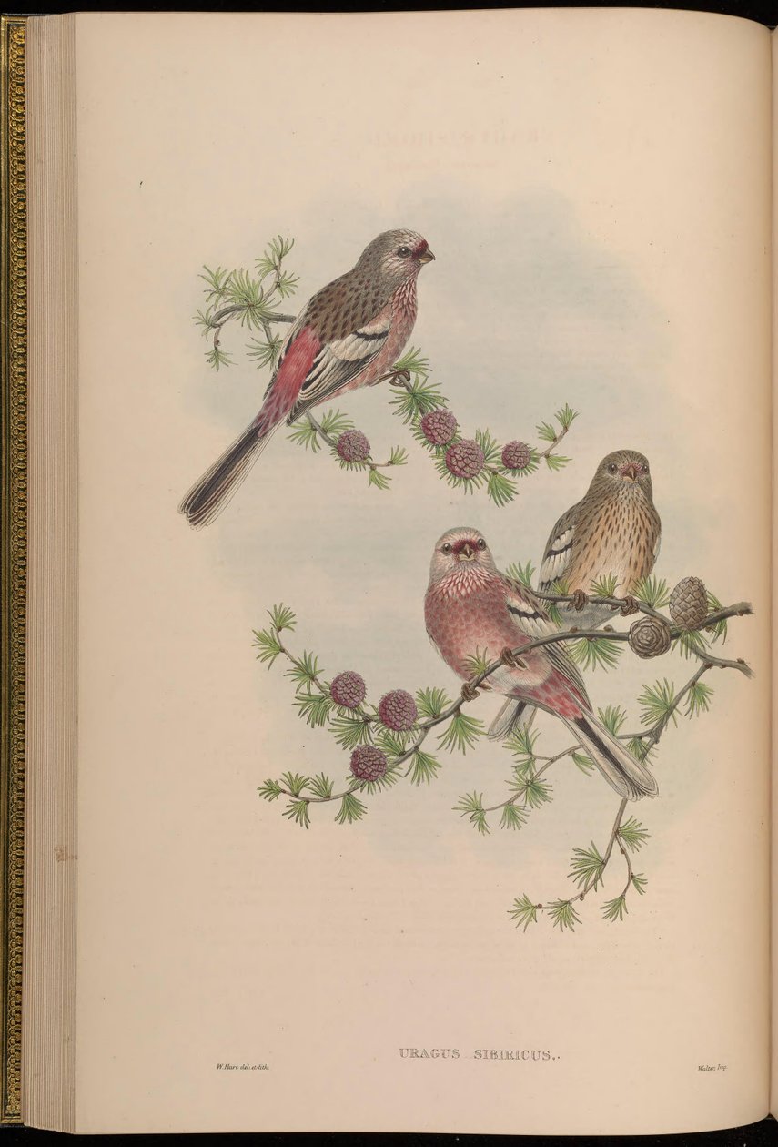 Uragus sibiricus af John Gould