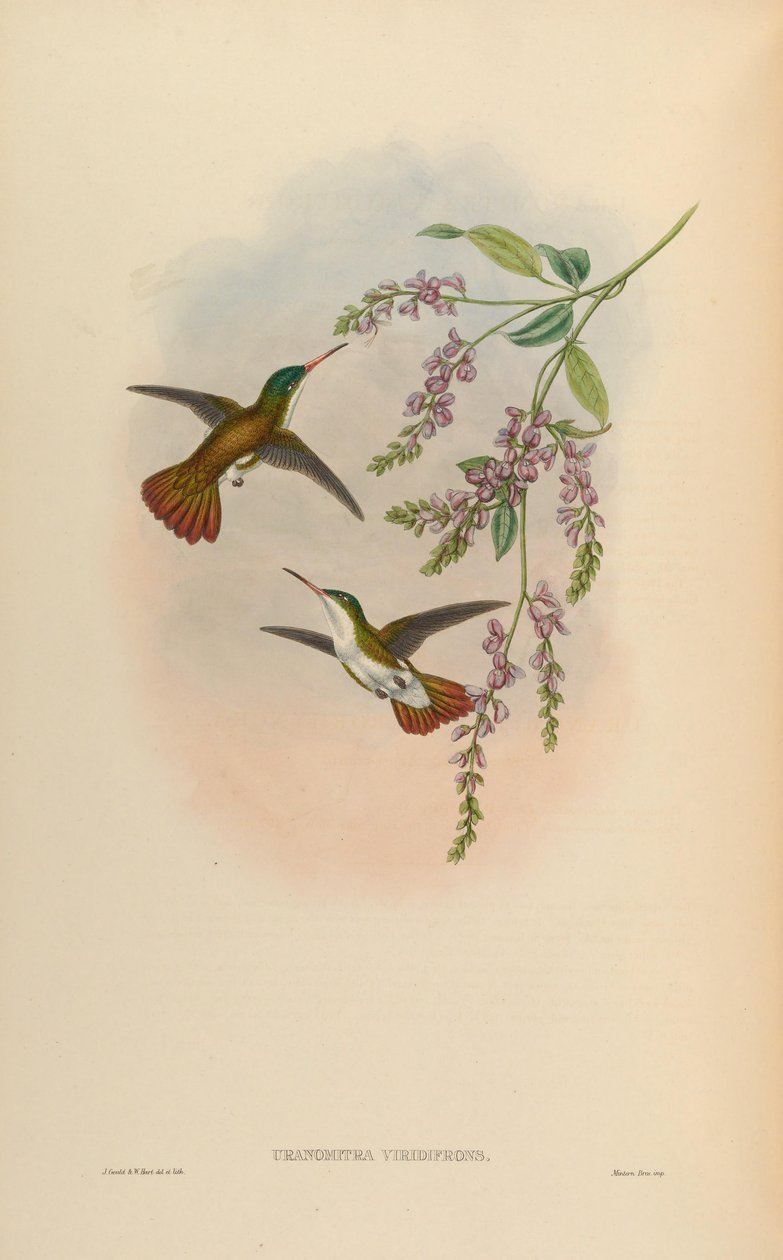 Uranomitra viridisfrons = Amazilia viridifrons af John Gould