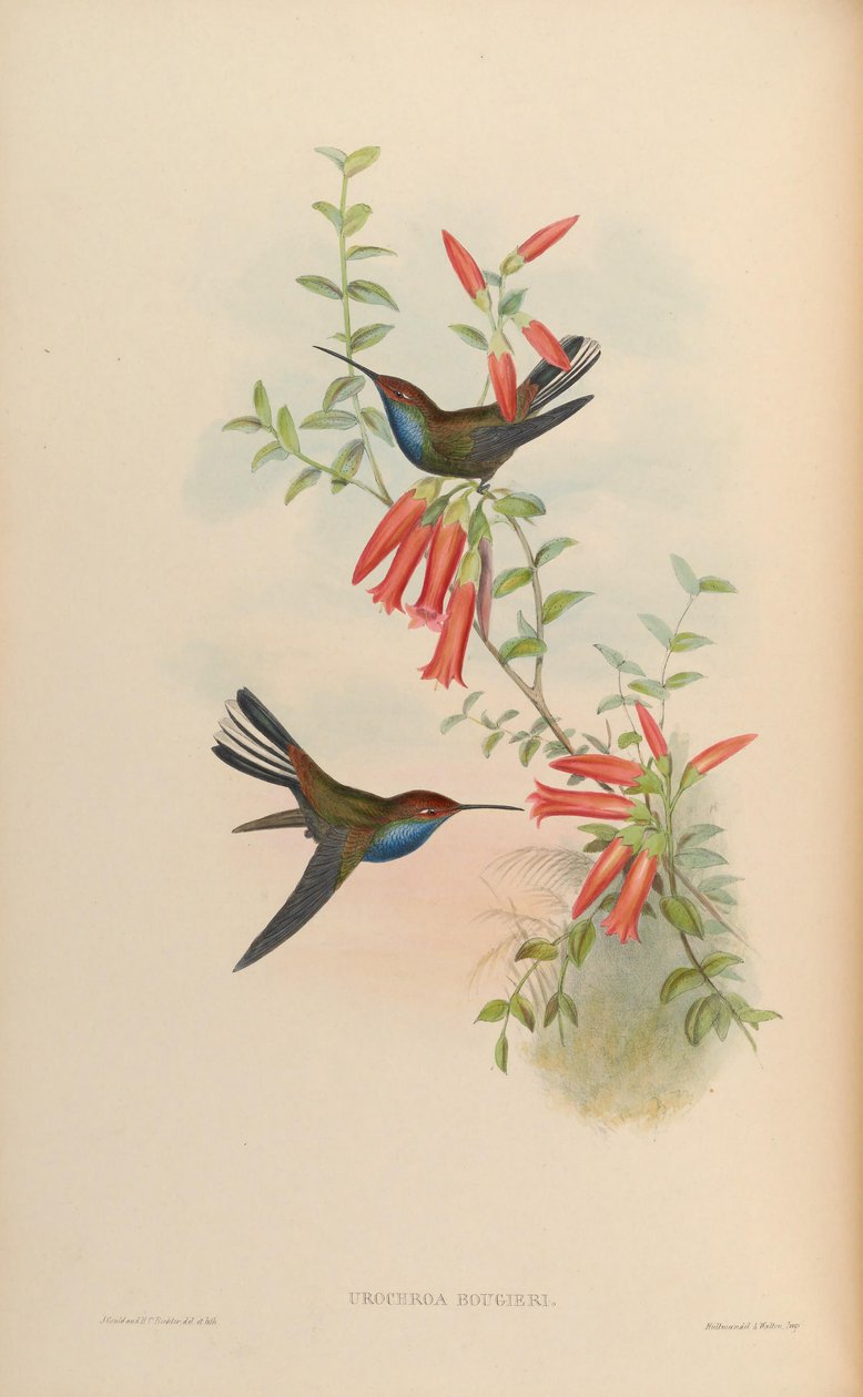 Urochroa bougueri af John Gould