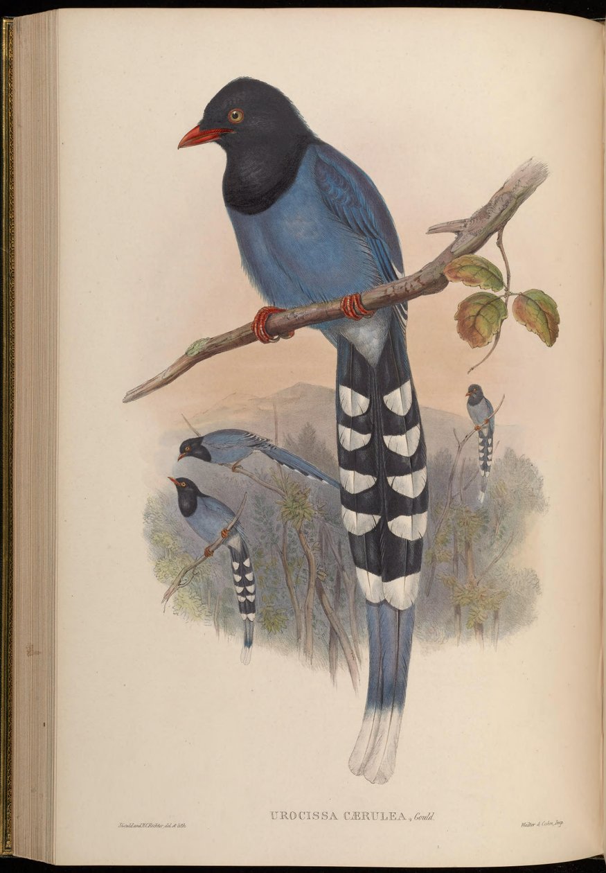 Urocissa caerulea af John Gould
