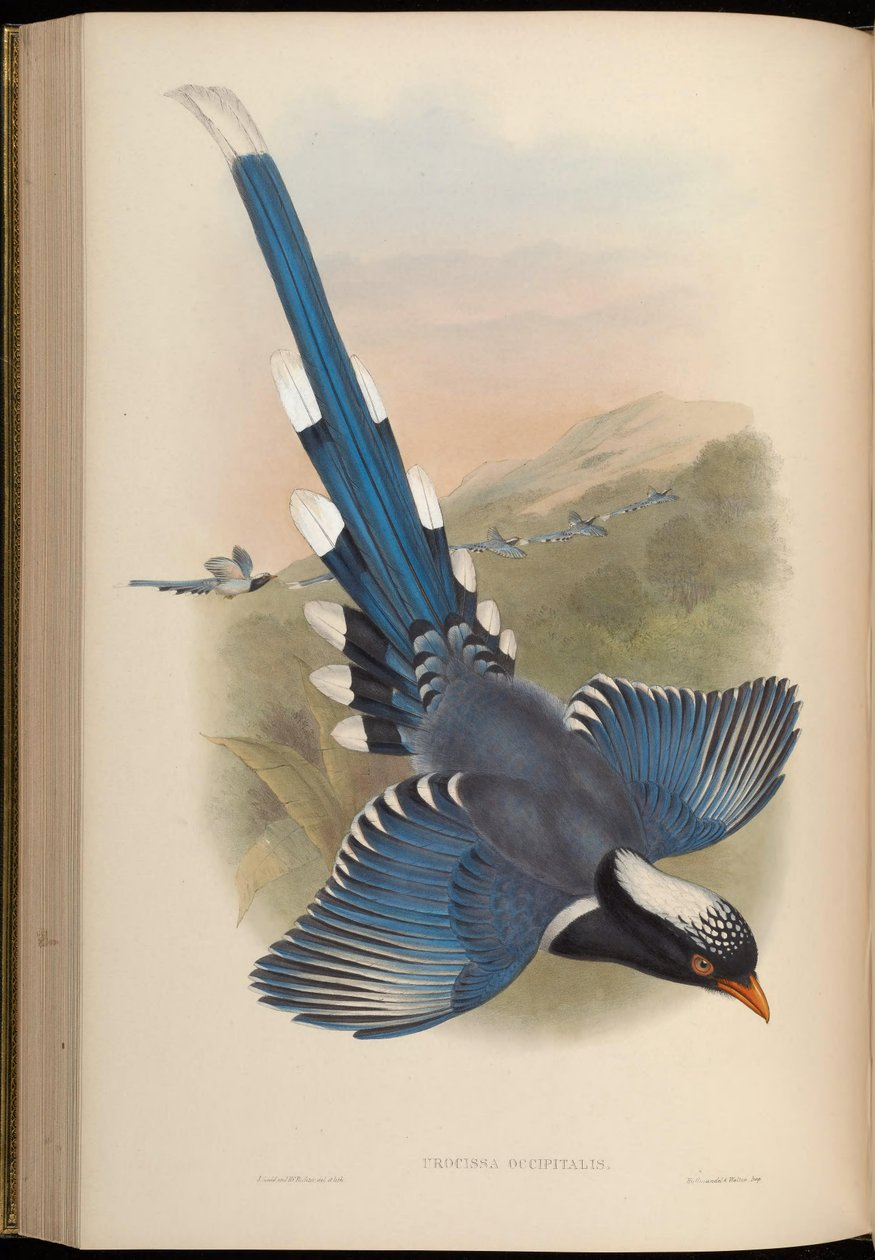 Urocissa occipitalis = Urocissa erythroryncha occipitalis af John Gould