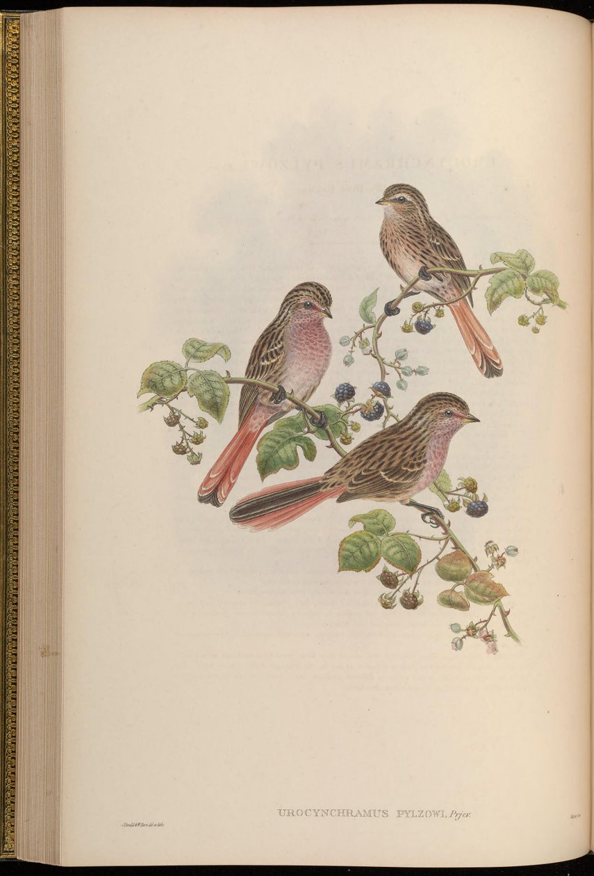 Urocynchramus pylzowi af John Gould