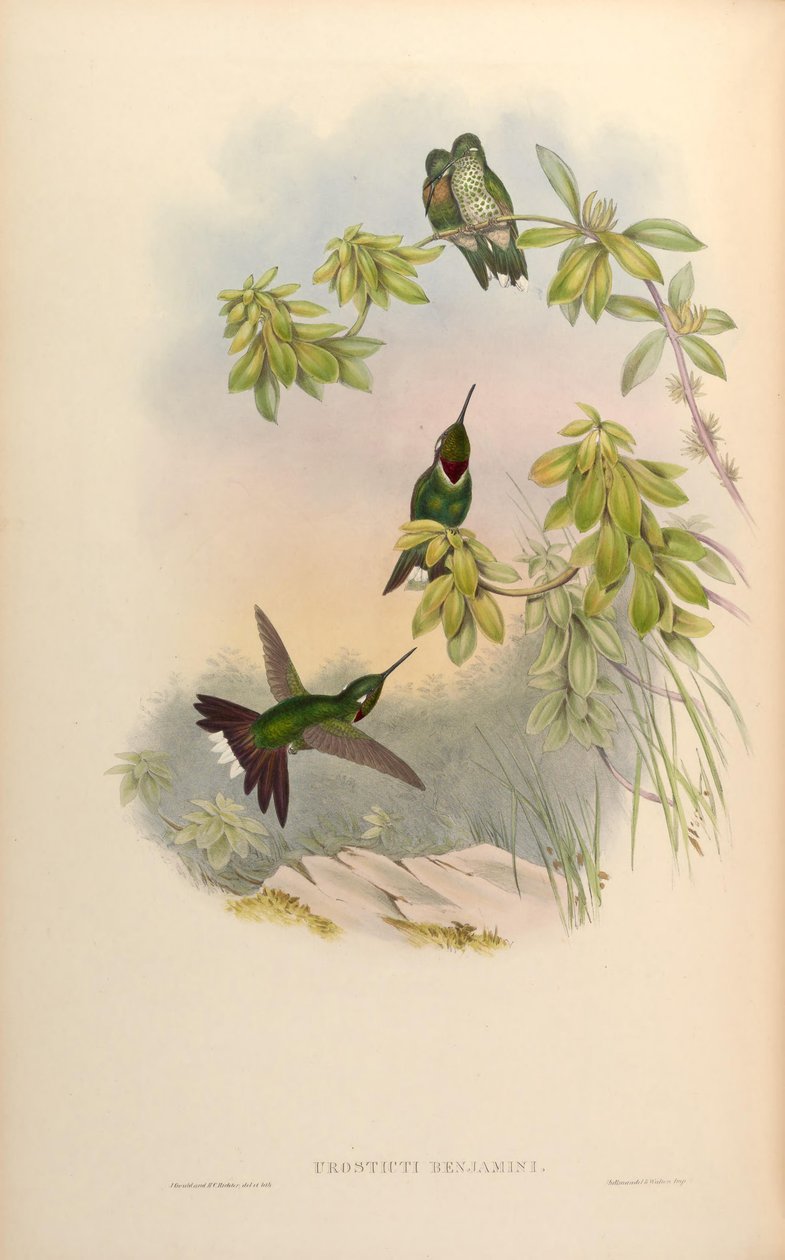 Urosticte benjamini af John Gould