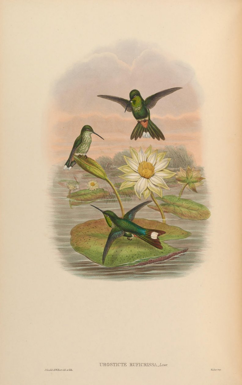 Urosticte ruficrissa af John Gould