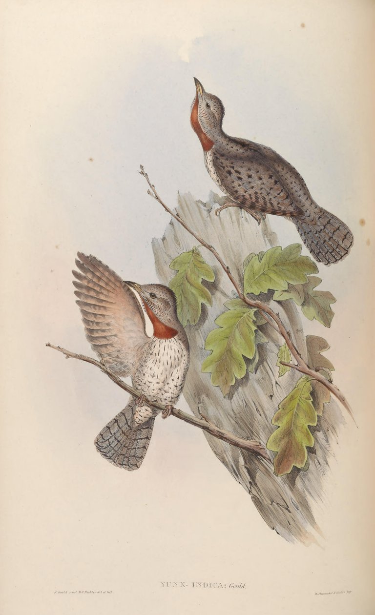 Yunx indica = Jynx ruficollis (syn. J. pectoralis) af John Gould